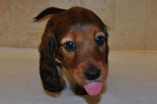 Jamnik d�ugow�osy - szczeni� 